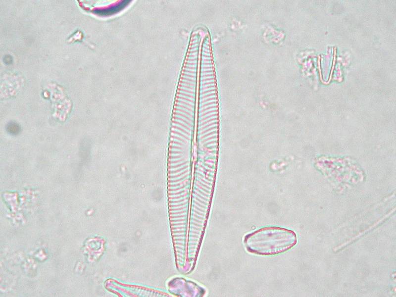 Navicula lanceolata
