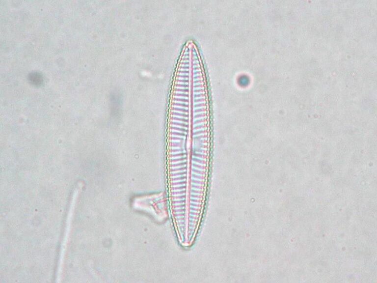 Navicula tripunctata Navicula tripunctata