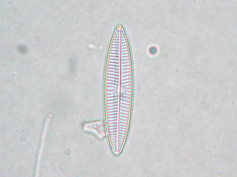 Navicula tripunctata