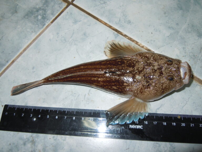 nebehled obecný (Uranoscopus scaber)