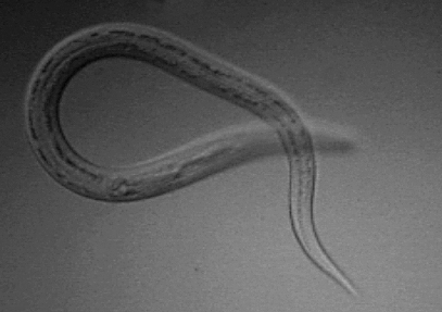 Necator americanus