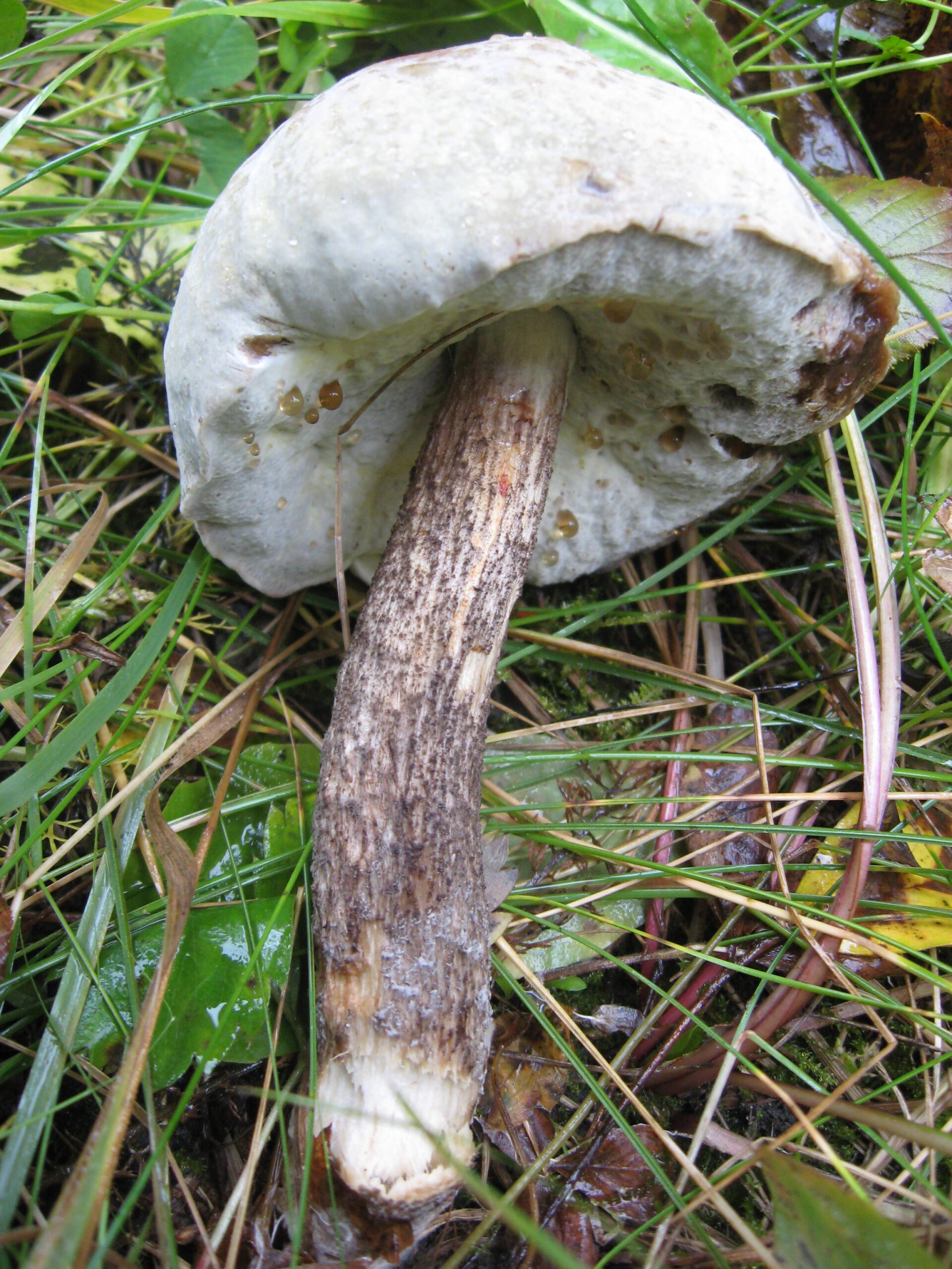 nedohub zlatovýtrusný (Hypomyces chrysospermus)