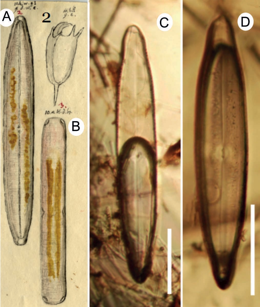 Neidium iridis