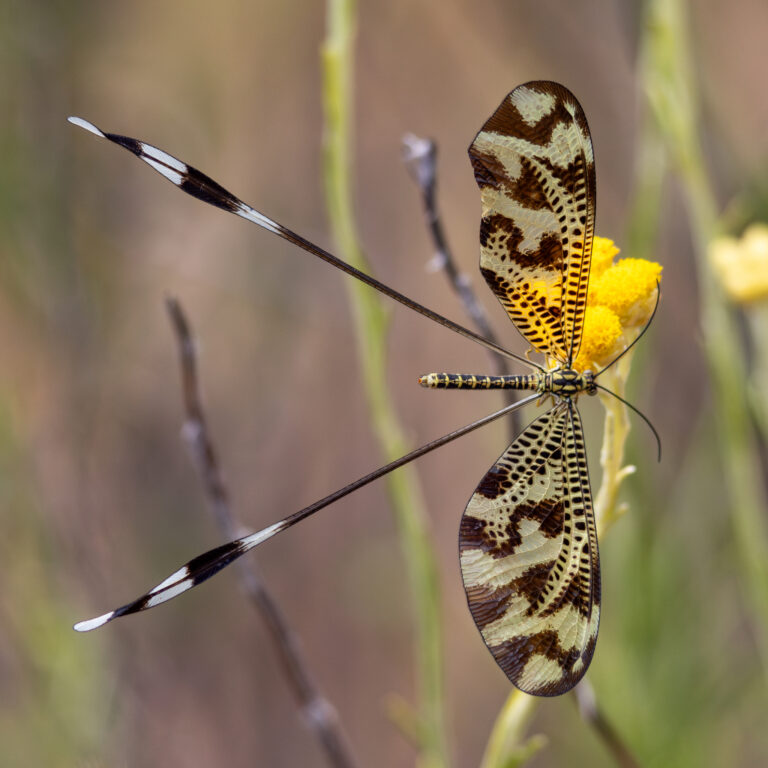 Nemoptera bipennis