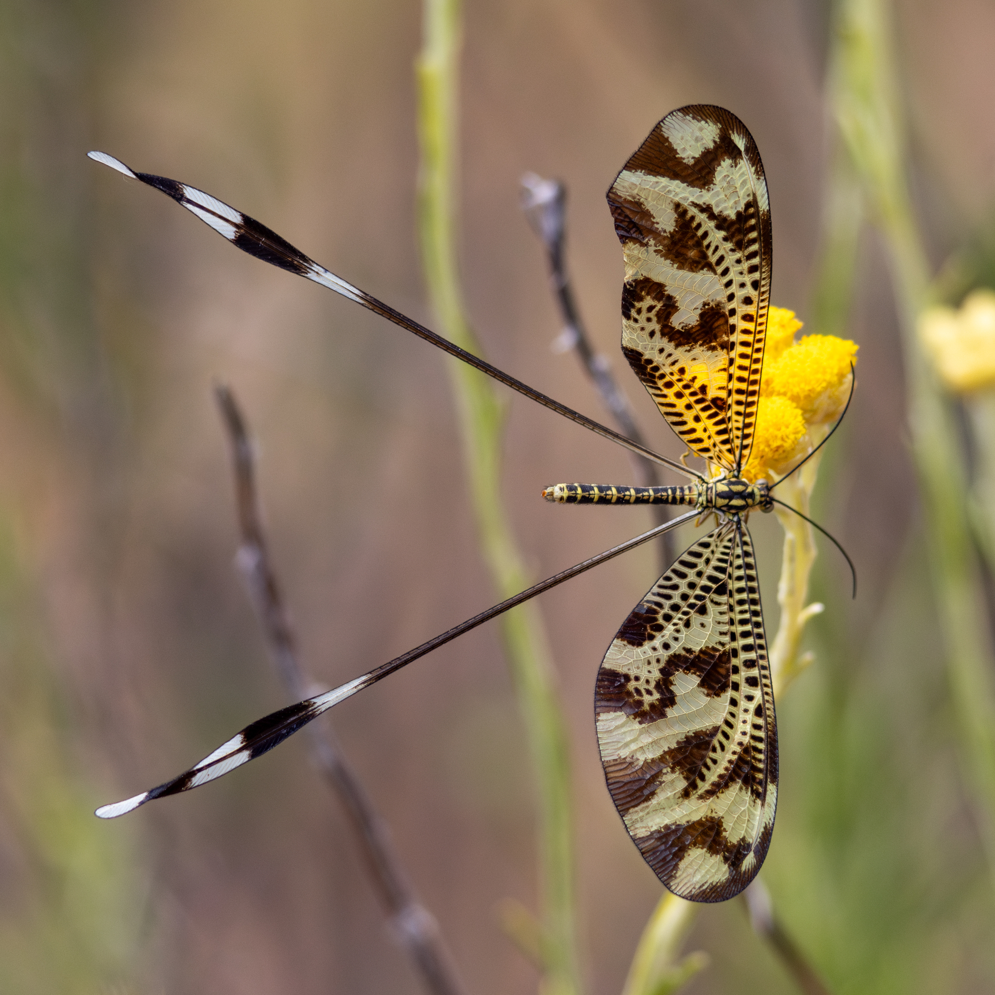 Nemoptera bipennis