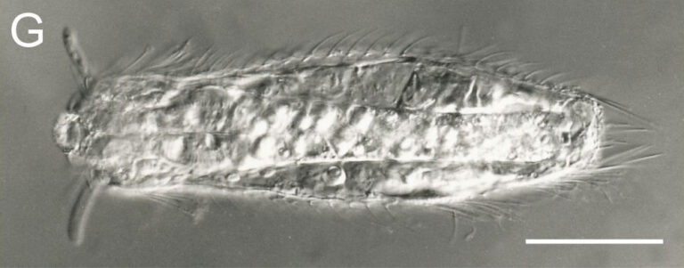Neogossea antennigera