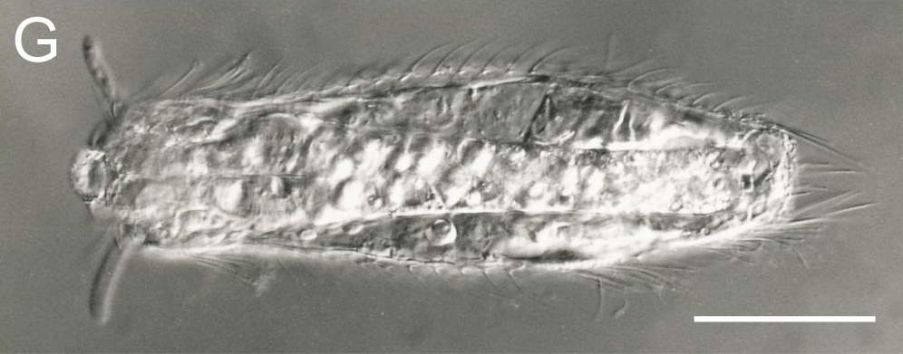 Neogossea antennigera