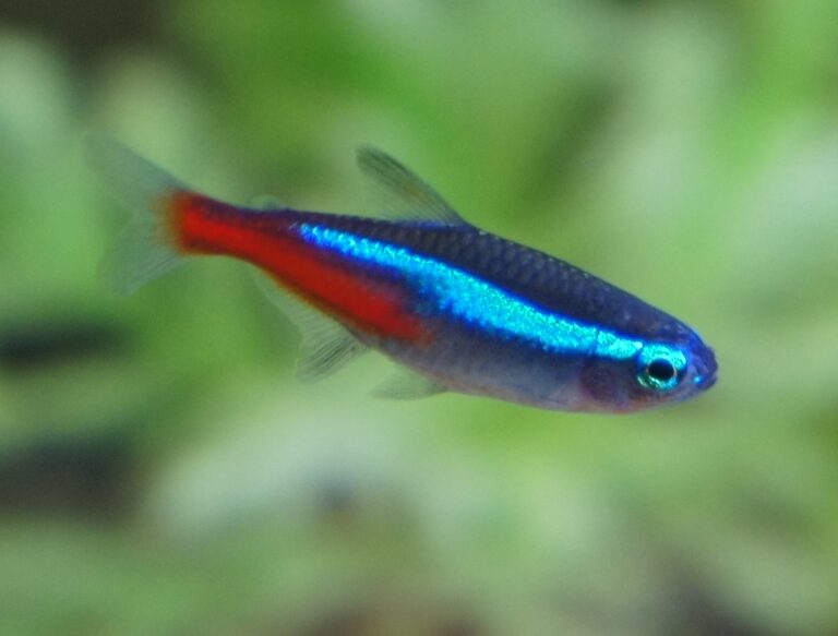neonka obecná (Paracheirodon innesi)