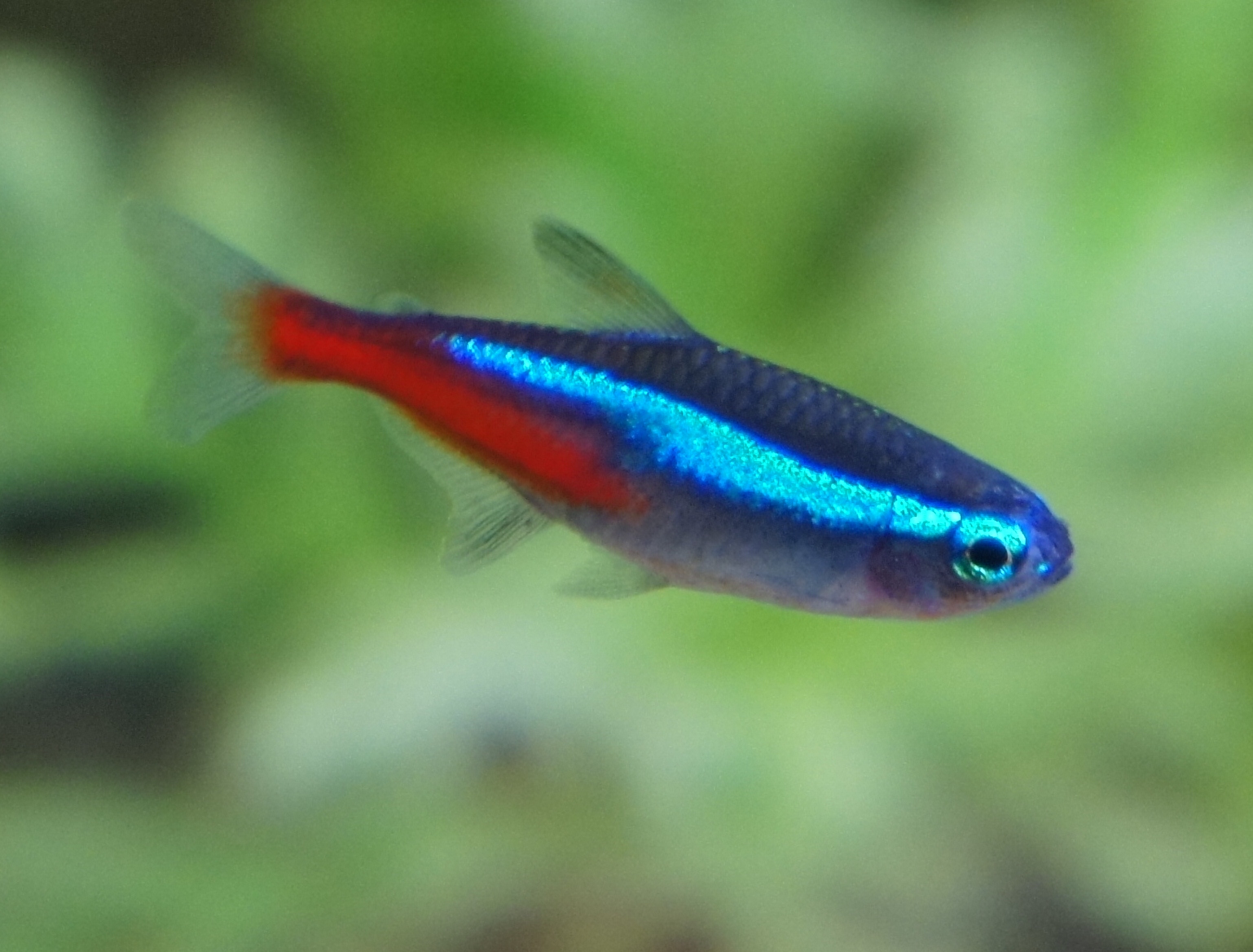 neonka obecná (Paracheirodon innesi)