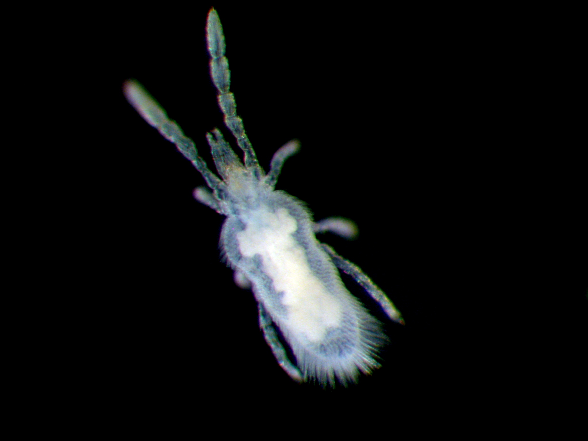 Neotrombicula autumnalis