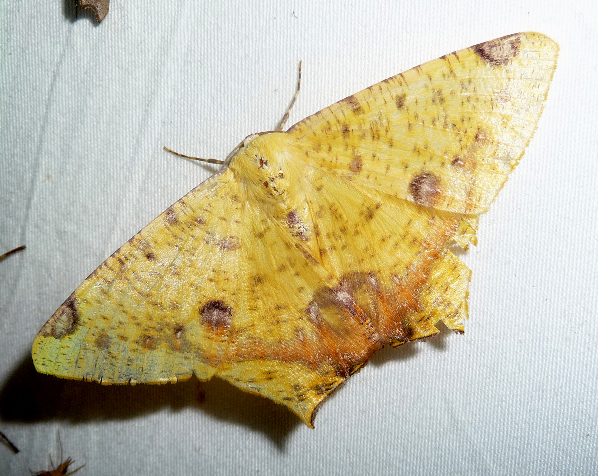 Nepheloleuca politia