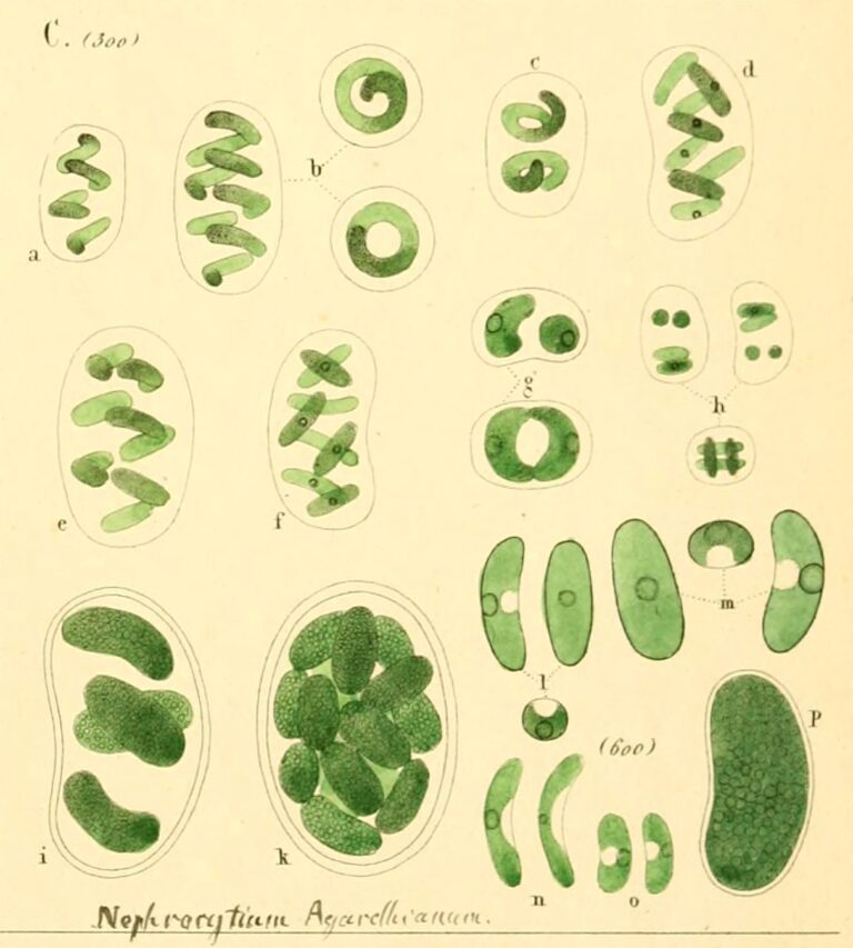 Nephrocytium agardhianum Nephrocytium agardhianum