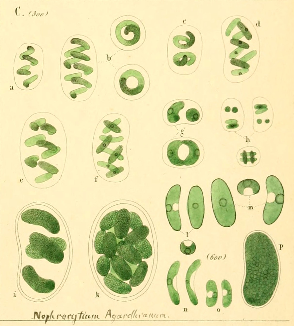Nephrocytium agardhianum