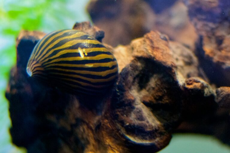 Neritina zebra