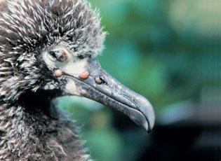 neštovice ptáků (Fowlpox virus)