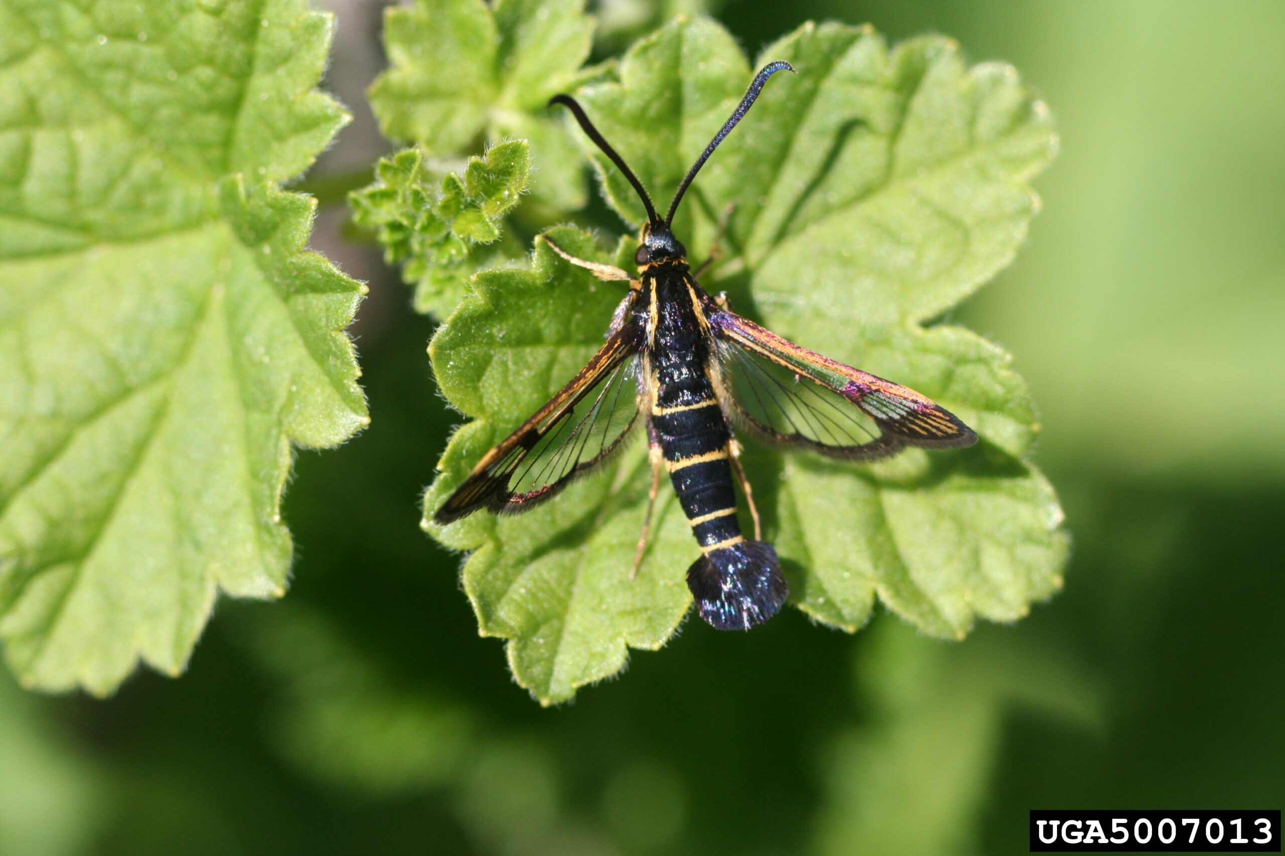 Nesytka rybízová (Synanthedon tipuliformis)