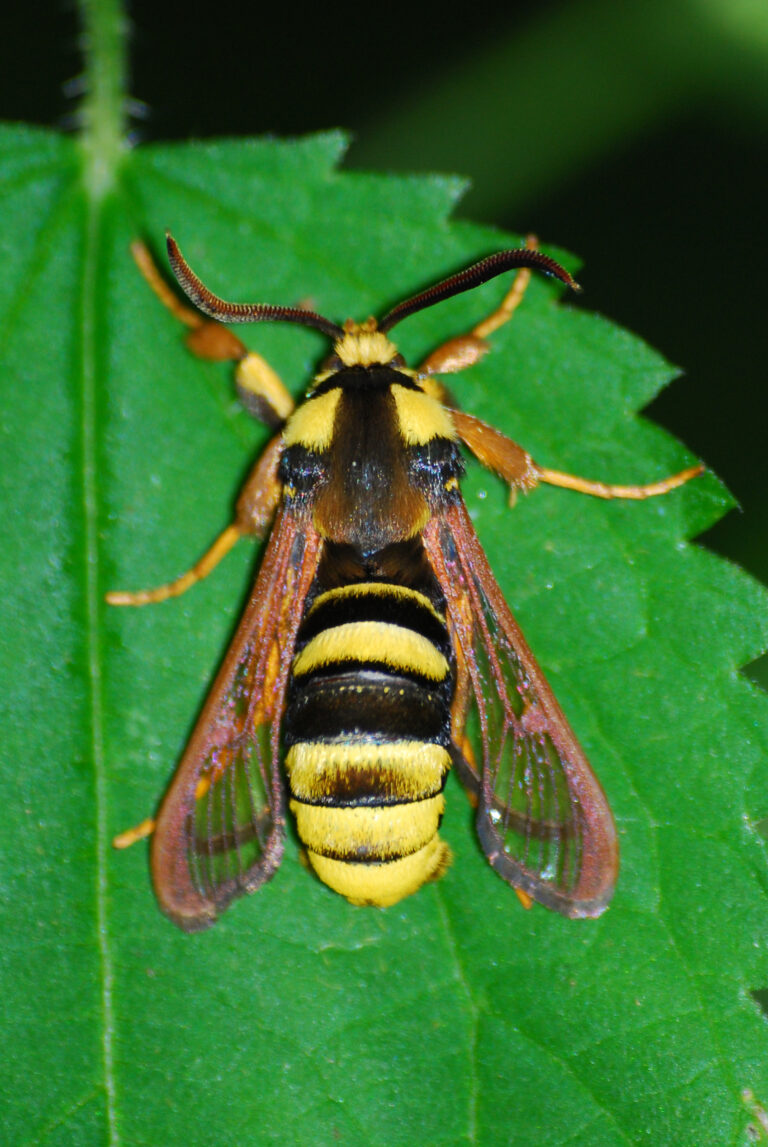 nesytka sršňová (Sesia apiformis)
