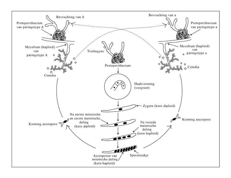 Neurospora crassa