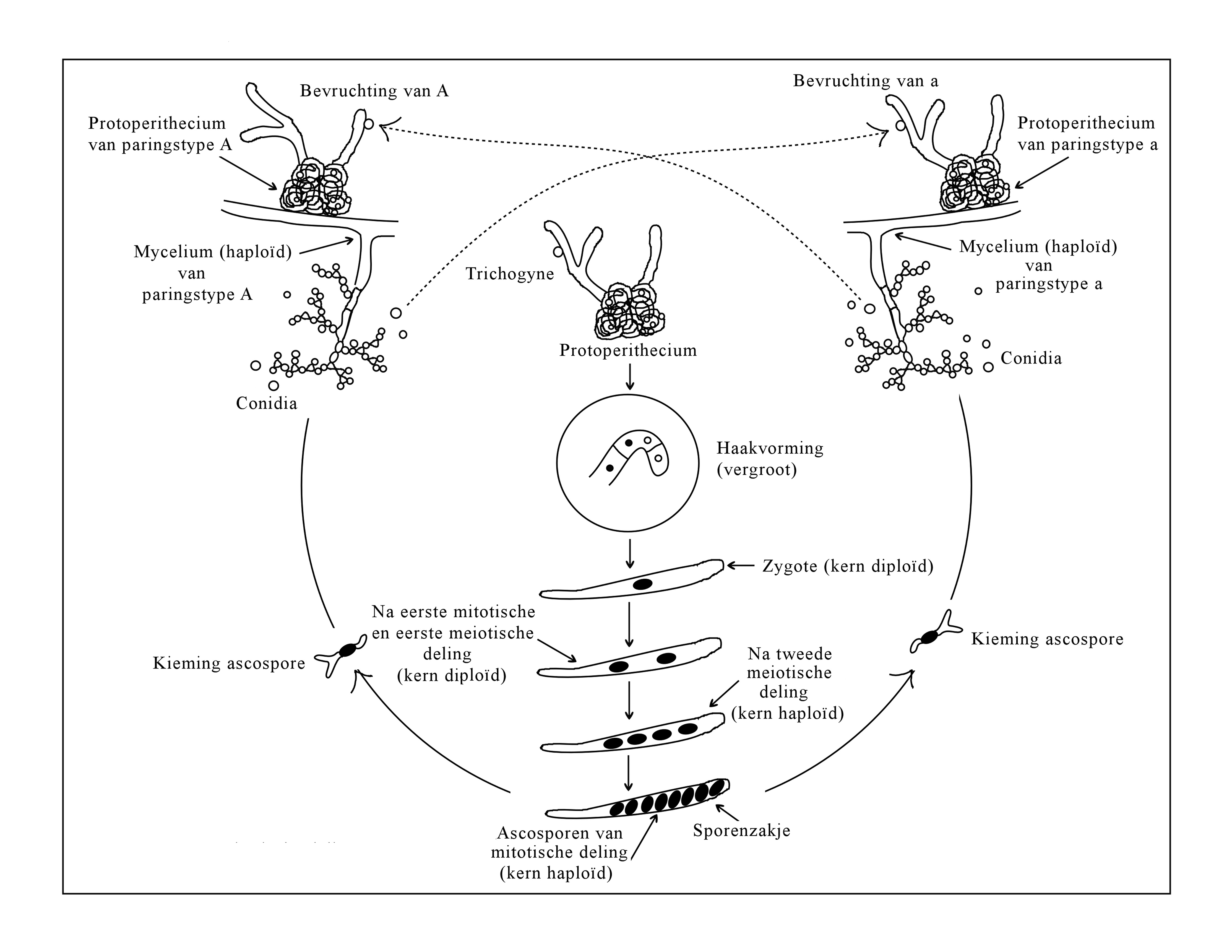 Neurospora crassa