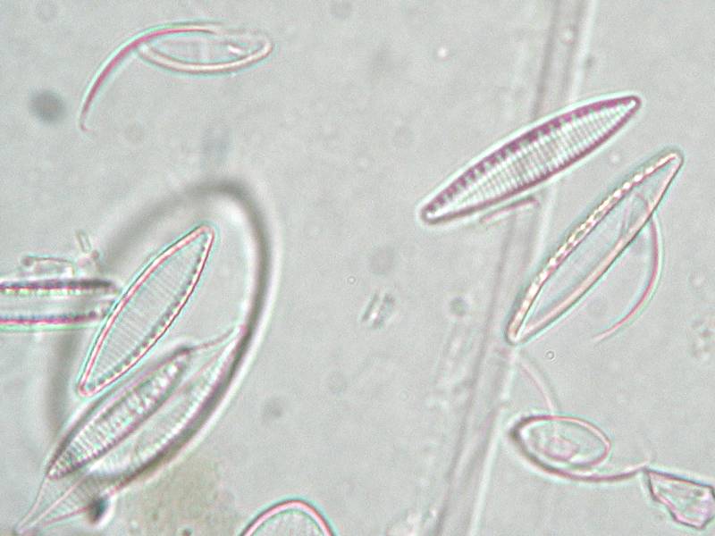 Nitzschia amphibia