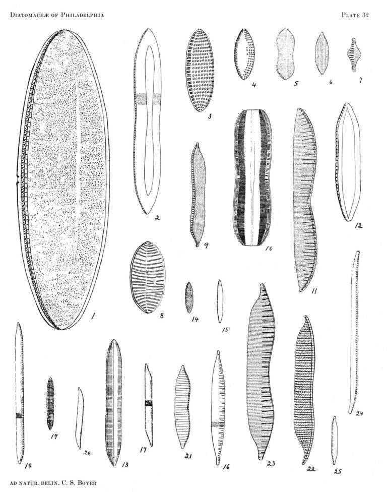 Nitzschia palea