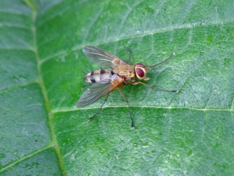 Nohatka lesní (Dexiosoma caninum)