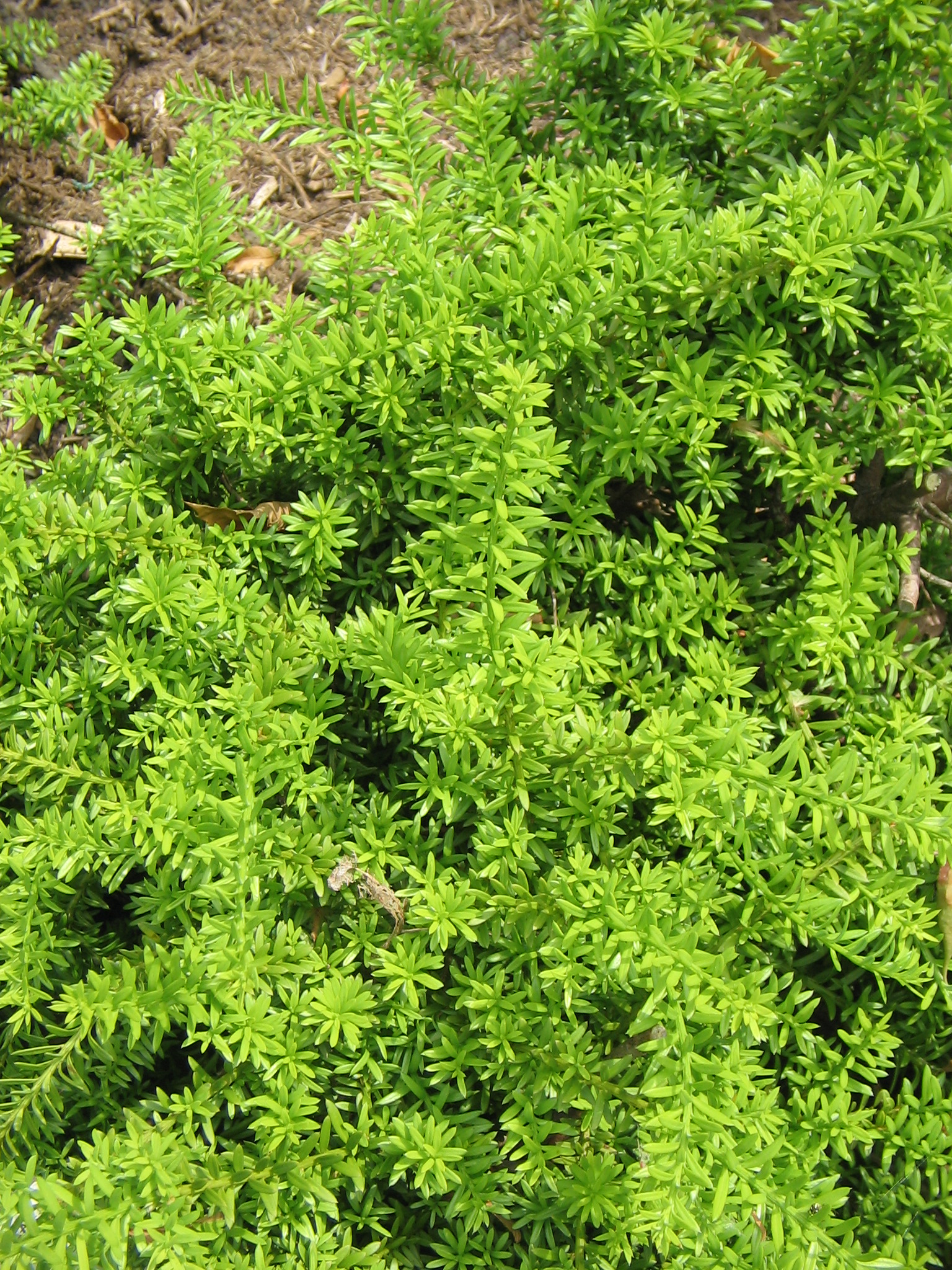 Nohoplod sněžný (Podocarpus nivalis)