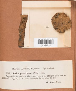 Nostoc punctiforme