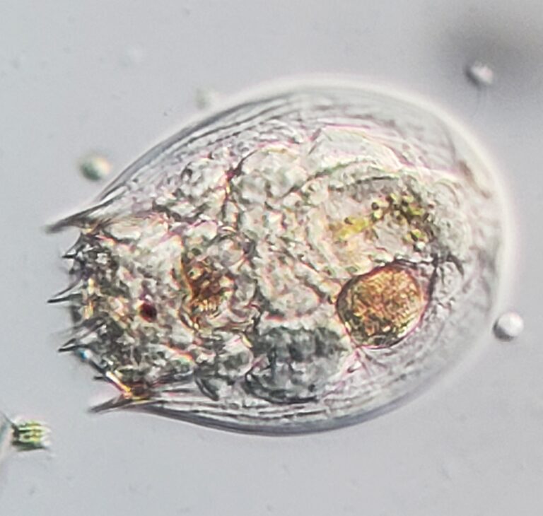 Notholca squamula