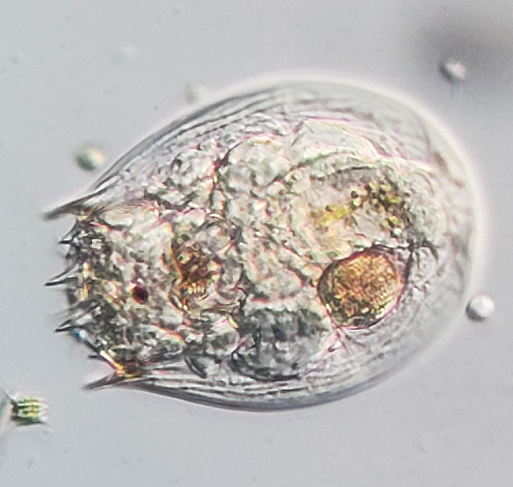 Notholca squamula