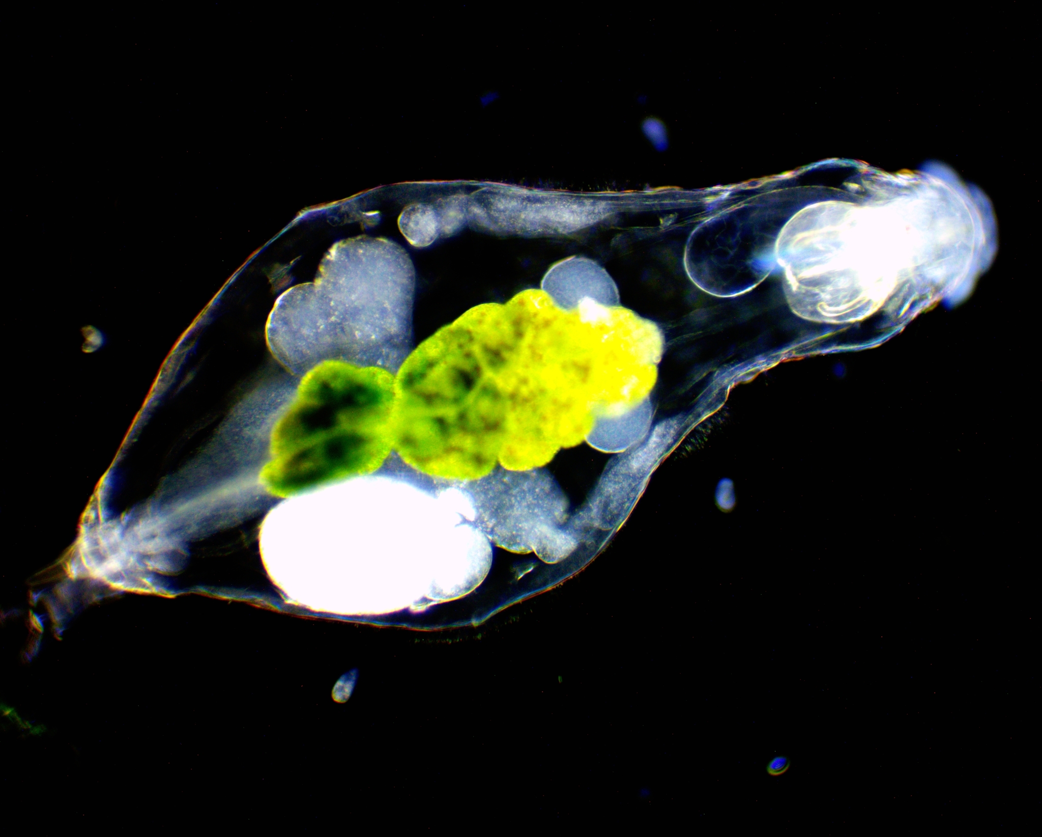 Notommata copeus