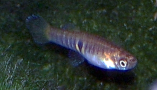 novoheterandrie sličná (Neoheterandria elegans)