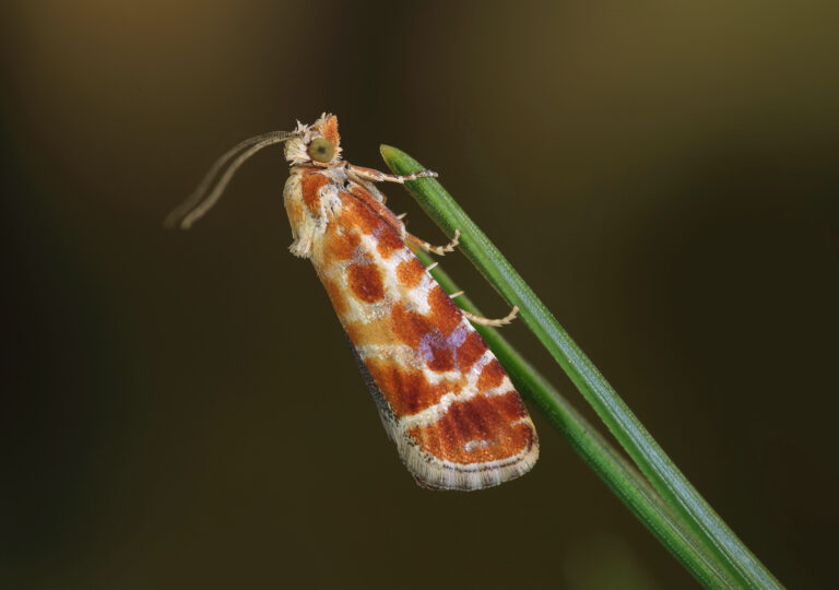 obaleč prýtový (Rhyacionia buoliana)