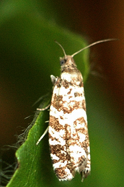 obaleč smrkový (Epinotia tedella)