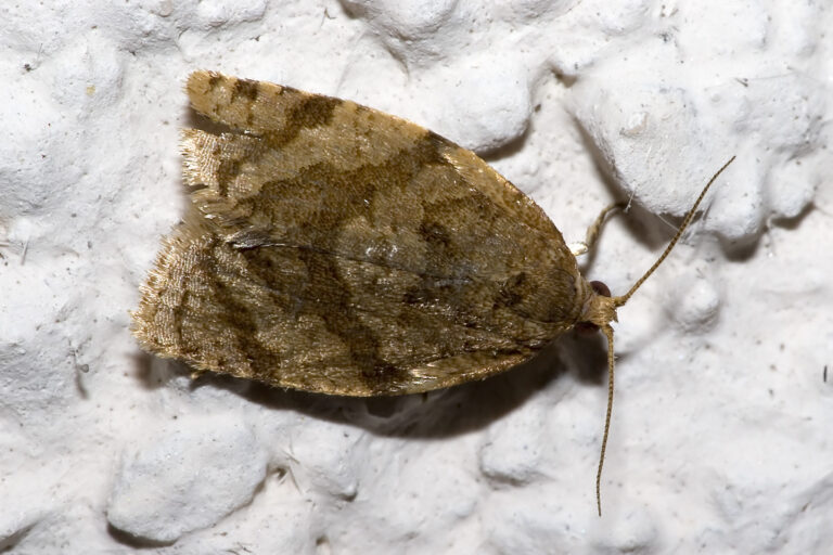 obaleč zimolezový (Adoxophyes orana)
