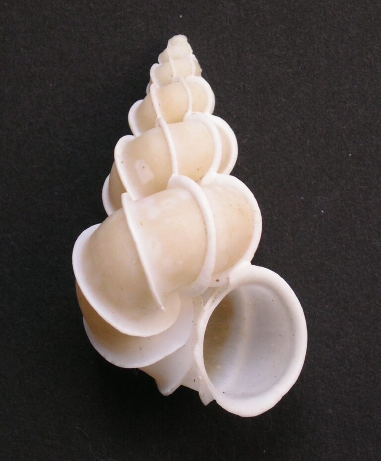 obručanka nádherná (Epitonium scalare)