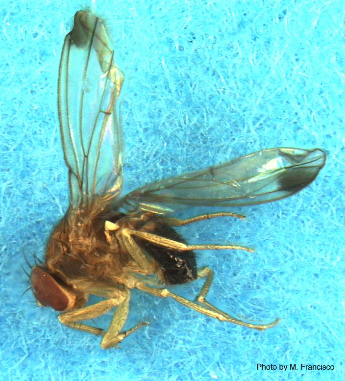 Octomilka japonská (Drosophila suzukii)