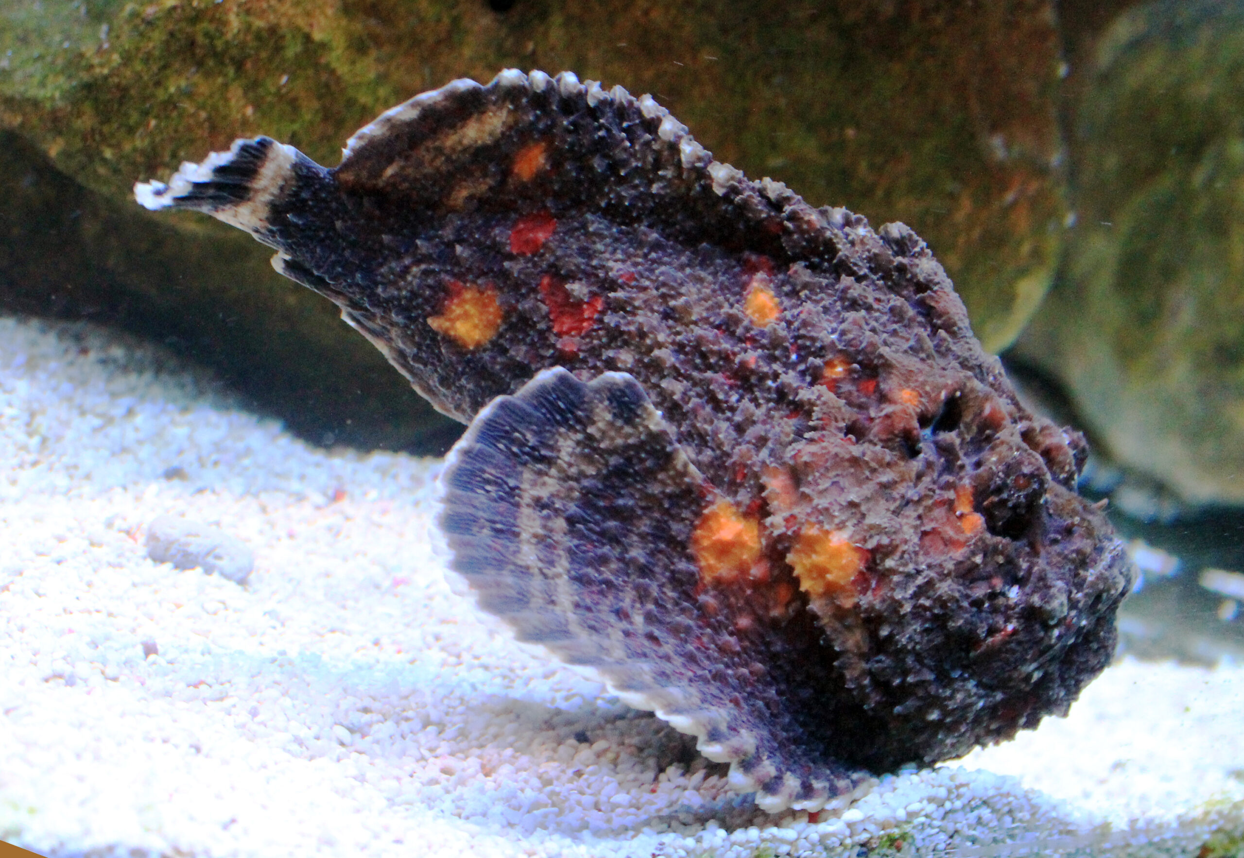 odranec pravý (السمكة الصخرية المرجانية)
