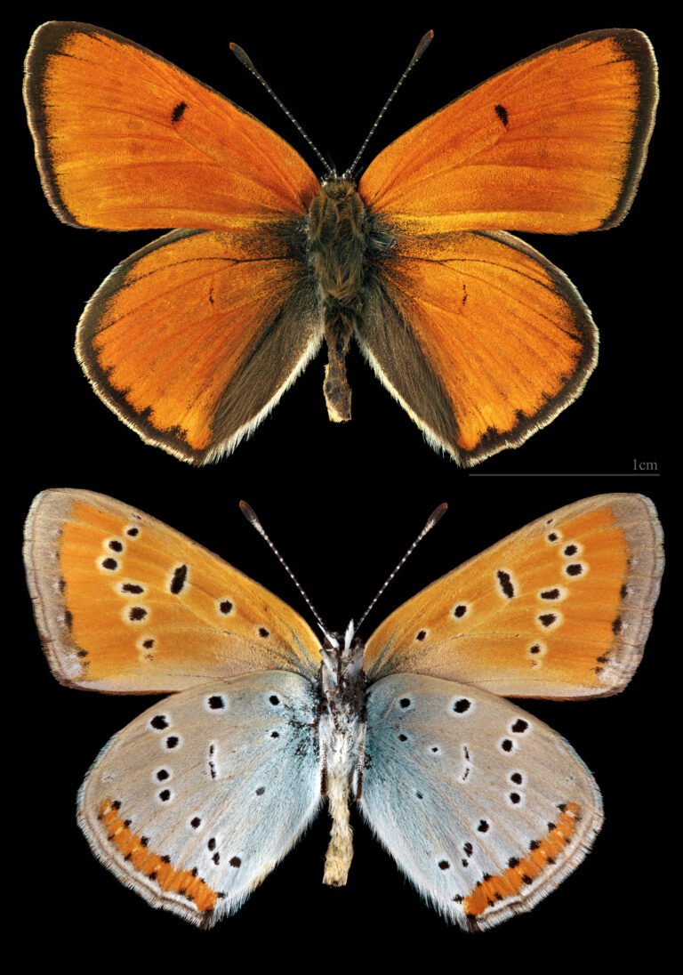 ohniváček černočárný (Lycaena dispar)