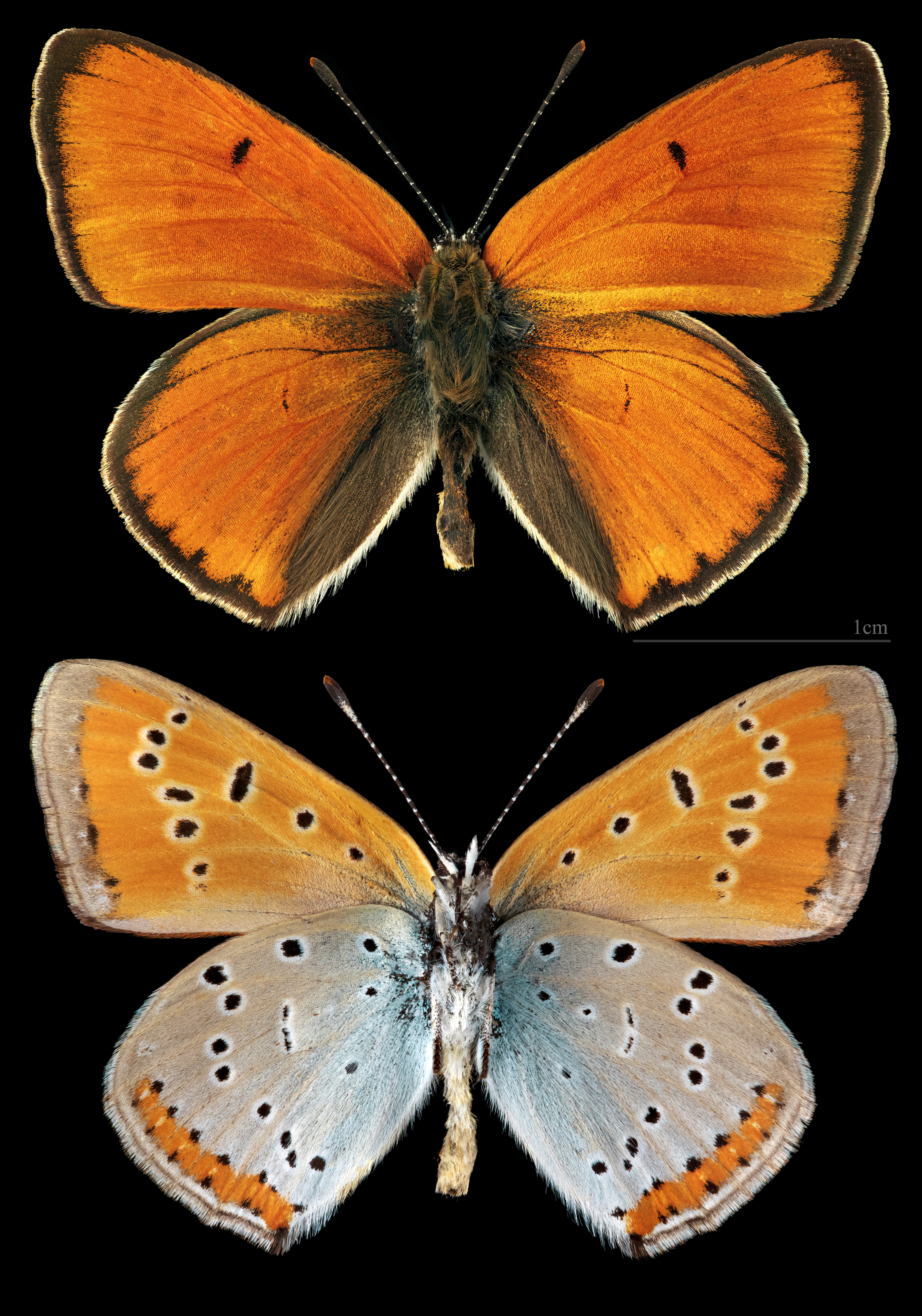 ohniváček černočárný (Lycaena dispar)