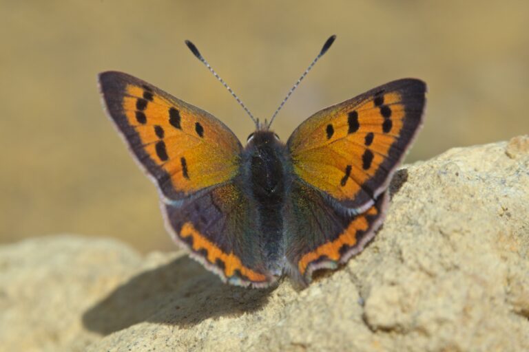 ohniváček černokřídlý (Lycaena phlaeas)