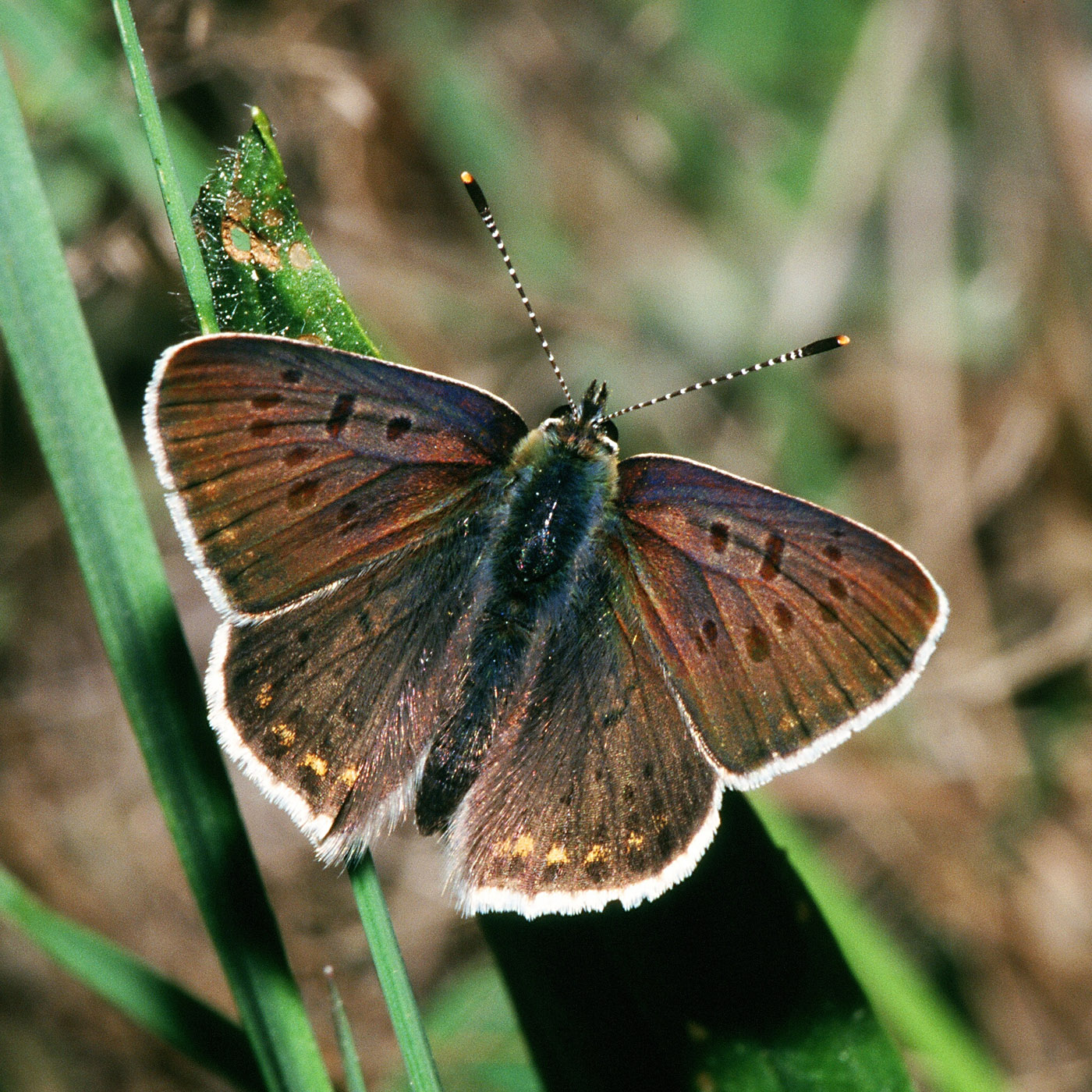 ohniváček černoskvrnný (Lycaena tityrus)