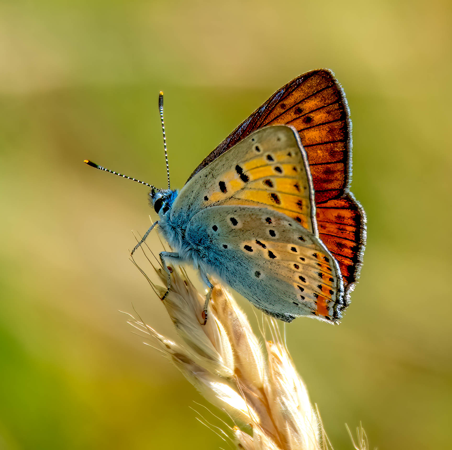 ohniváček modrolesklý (Lycaena alciphron)