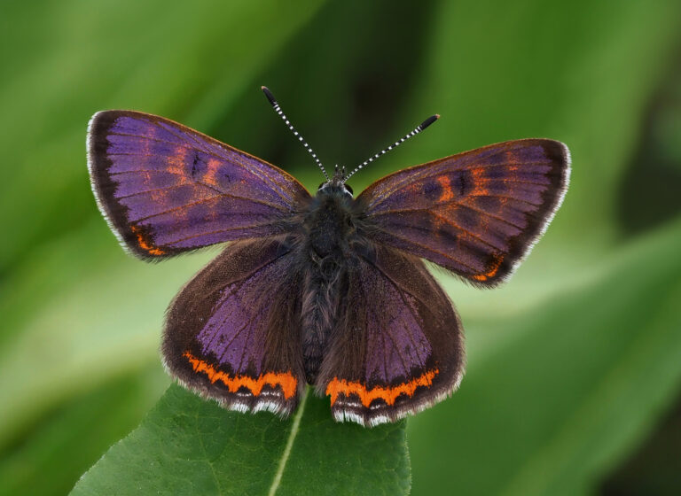 ohniváček rdesnový (Lycaena helle)