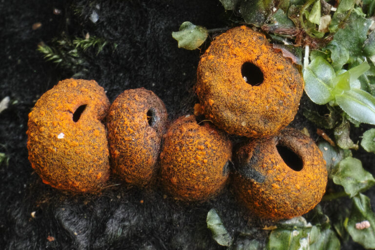 ohnivec černý (Plectania melastoma)