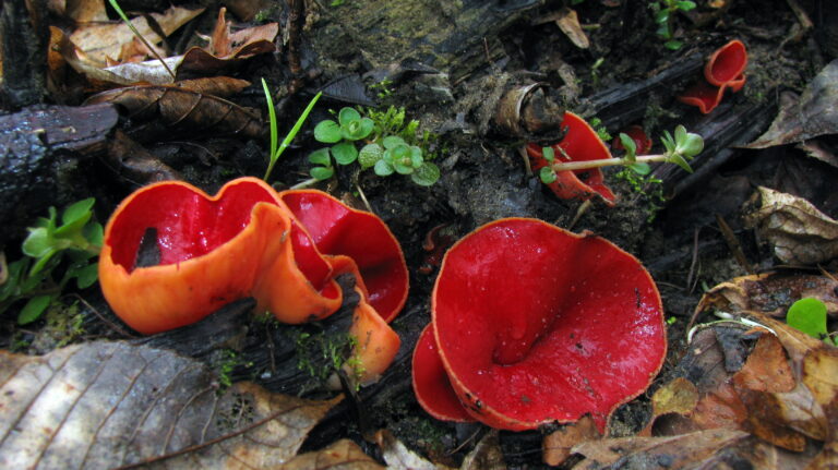 ohnivec rakouský (Sarcoscypha austriaca)