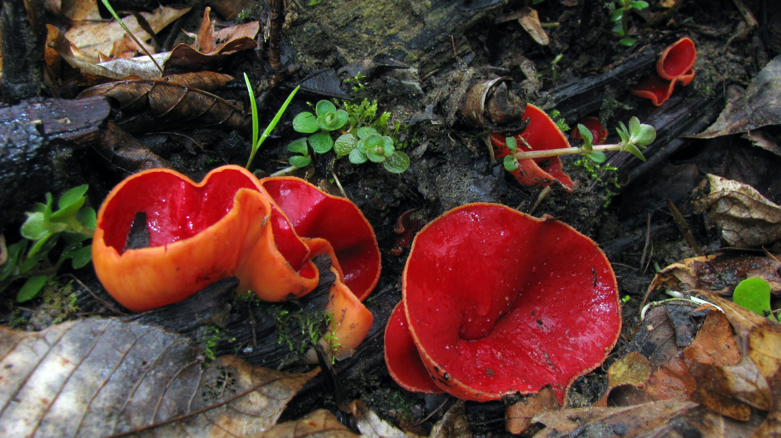 ohnivec rakouský (Sarcoscypha austriaca)
