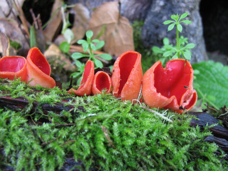 ohnivec šarlatový (Sarcoscypha coccinea)