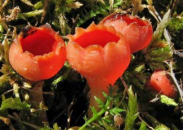 ohnivec zimní (Microstoma protractum)