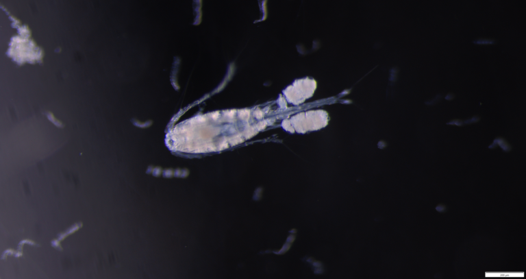Oithona similis